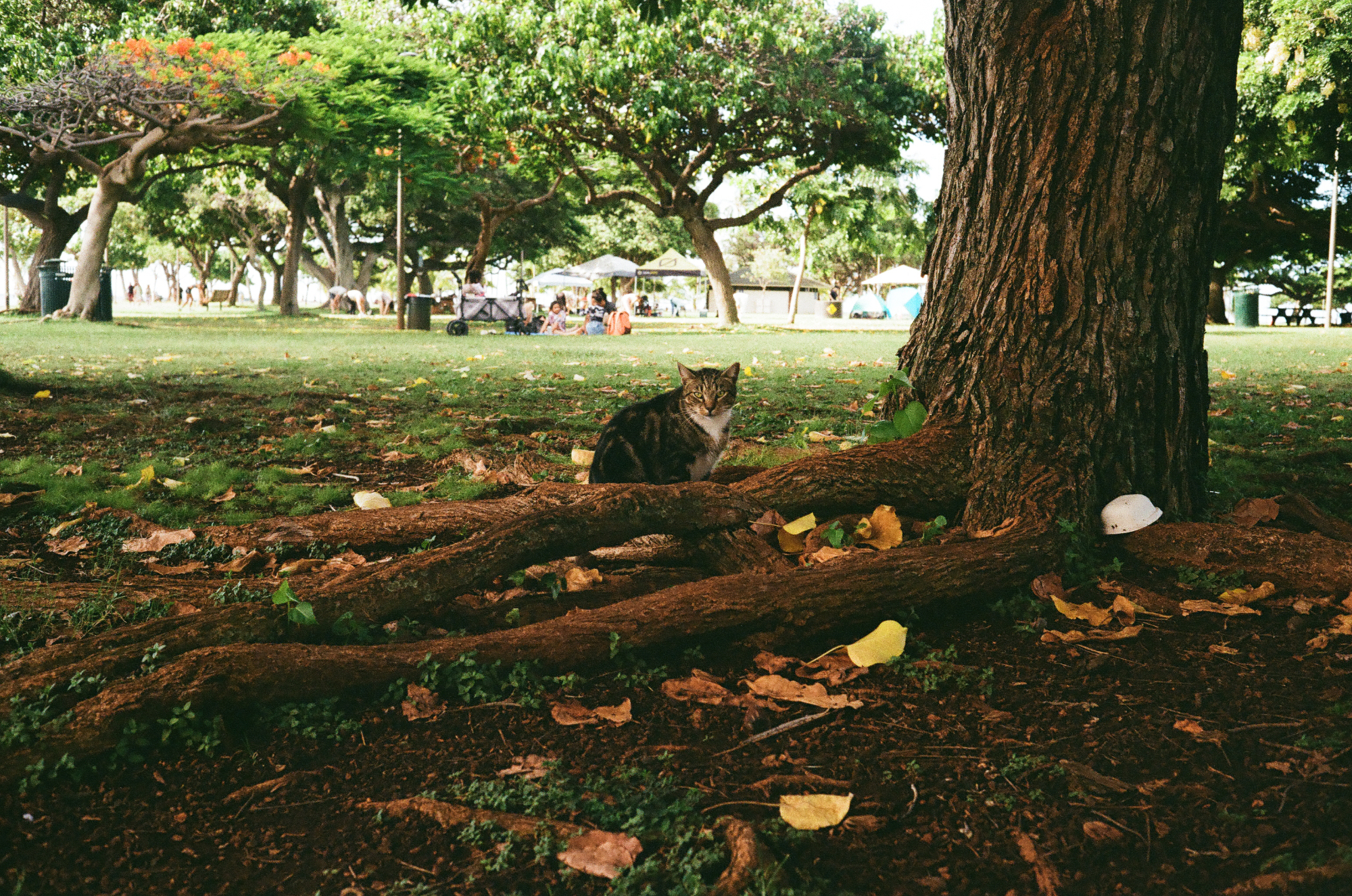 A cat in Hawaii