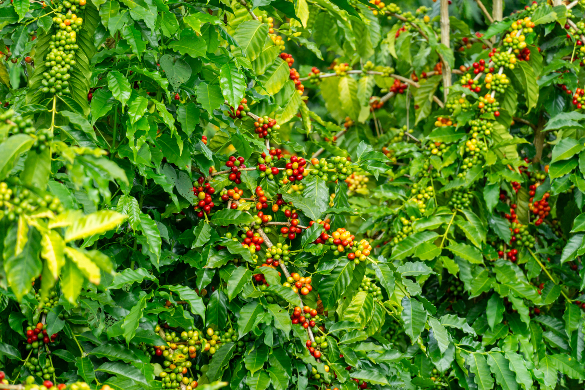 Coffee cherries on the tree